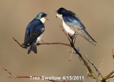 Swallow, Tree DSCN_233001.JPG