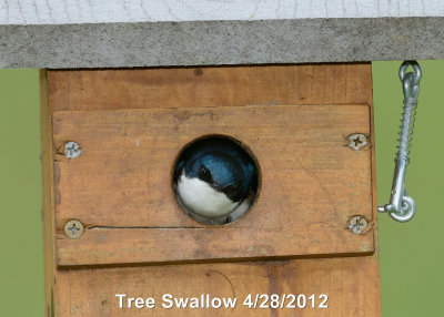 Swallow, Tree DSCN_269535.JPG