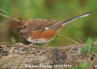 Towhee - Eastern DSCN_222572.JPG