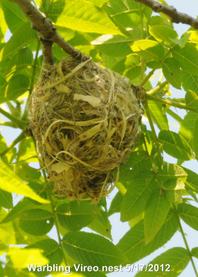 Vireo, Warbling[nest] DSCN_275703.JPG
