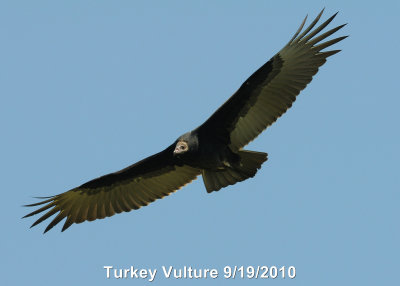 Vulture, Turkey DSCN_211065.JPG