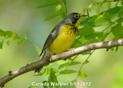 Warbler, Canada DSCN_276439.JPG