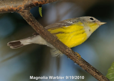 Warbler, Magnolia DSCN_211298.JPG