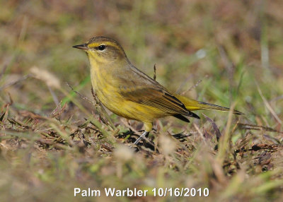 Warbler, Palm DSCN_217051.JPG