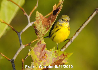 Warbler, Prairie DSCN_211612.JPG