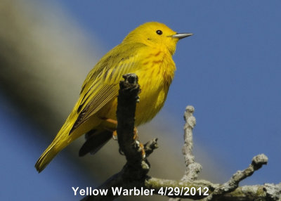 Warbler, Yellow DSCN_269812.JPG