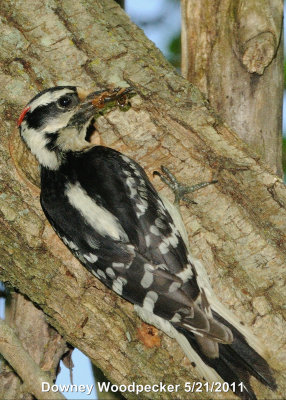 Woodpecker, Downey DSCN_233865.JPG