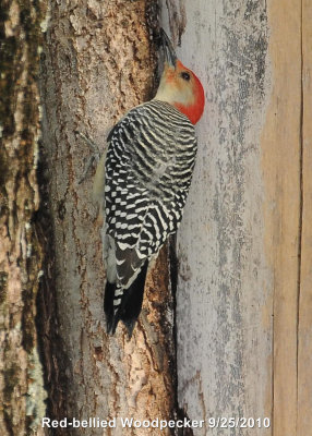 Woodpecker, Red-bellied DSCN_212064.JPG
