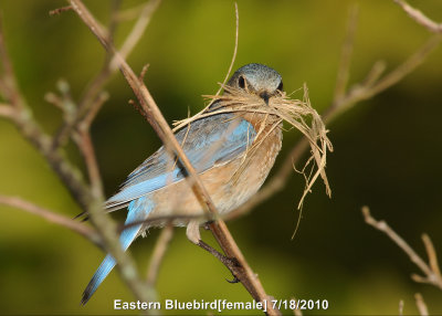 Bluebird, Eastern DSCN_203055.JPG