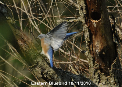 Bluebird, Eastern DSCN_216147.JPG