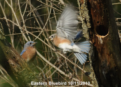 Bluebird, Eastern DSCN_216154.JPG