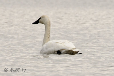 PAX South Trumpeter/Trumplet Swan