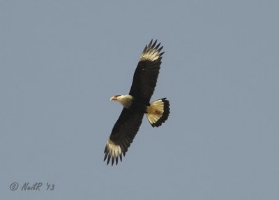 Crested CaraCara
