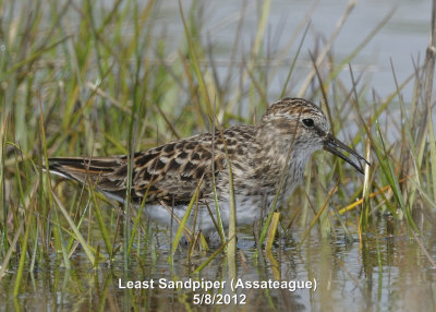 Sandpiper, Least DSCN_274316.JPG