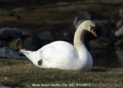 Swan, Mute DSCN_304499.JPG
