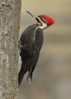 Woodpecker, Piliated DSCN_308421.JPG