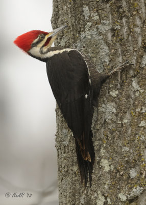 Woodpecker, Piliated DSCN_308424.JPG
