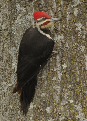Woodpecker, Piliated DSCN_308426.JPG