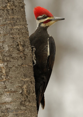Woodpecker, Piliated DSCN_308434.JPG