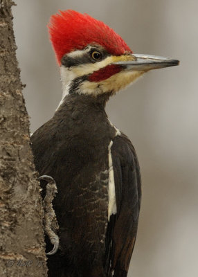 Woodpecker, Piliated DSCN_308434A.JPG