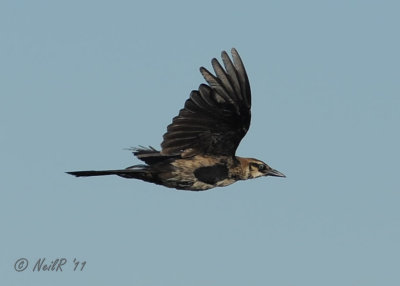 Boat-tailed grackle DSCN_242222.JPG