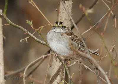 Sparrow, White-Throated DSCN_308451.JPG