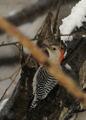 Woodpecker, Red-bellied DSCN_309595.JPG