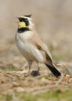 Horned Lark DSCN_309897C.jpg