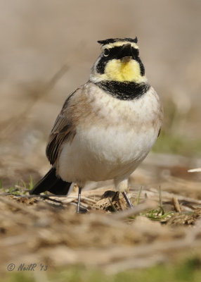 Horned Lark DSCN_309978.JPG