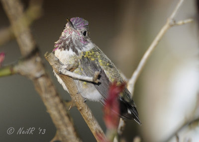 Anna's Hummingbird