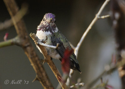 Anna's Hummingbird