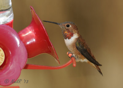 Rufous Hummingbird - Havre De Grace Md