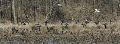 Blue-winged Teal DSCN_311517.JPG