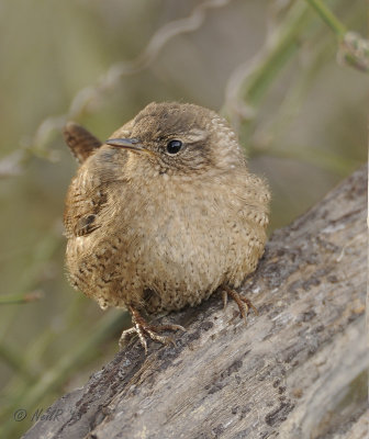 Winter Wren DSCN_312001.JPG