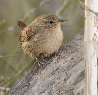 Winter Wren DSCN_312015.JPG