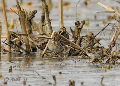 Wilson's Snipe DSCN_312288.JPG