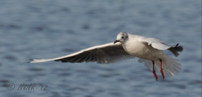 Black-headed Gull DSCN_260859A.JPG