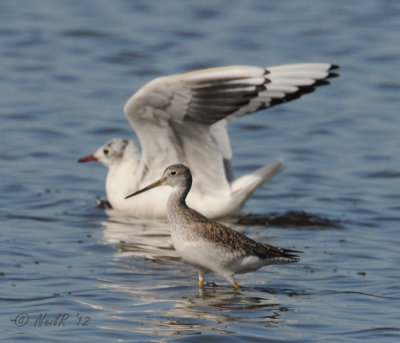 Black-headed Gull DSCN_260861A.JPG