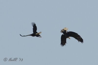 Eagle Mating Ritual