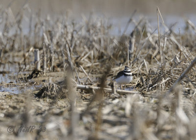 Killdeer DSCN_313090.JPG