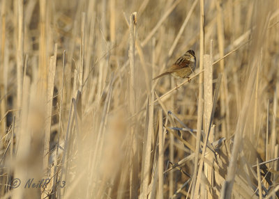Swamp Sparrow DSCN_314205.JPG