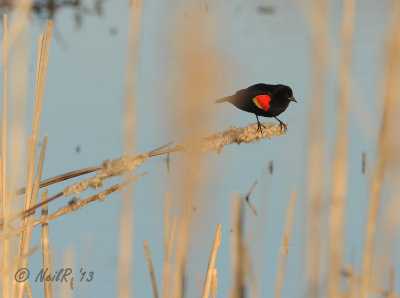 Red-winged Blackbird DSCN_314239.JPG