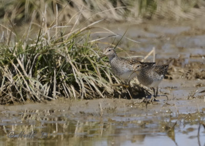 Pectoral Sandpiper DSCN_313799.JPG