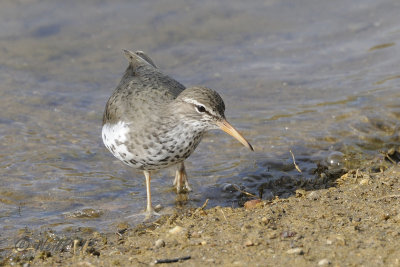 Spotted Sandpiper DSCN_316847.JPG