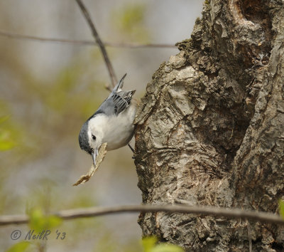 White-breasted Nuthatch Nest