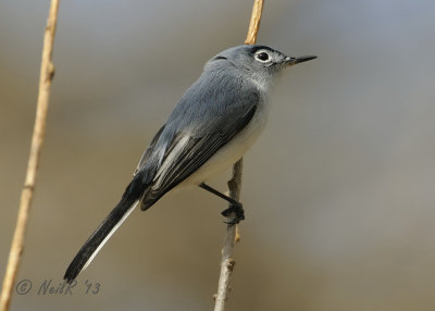 Blue-gray Gnatcatcher DSCN_315473.JPG