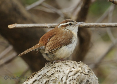 Carolina Wren DSCN_315462.JPG