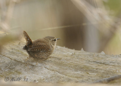 Winter Wren DSCN_314714.JPG
