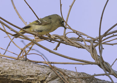 Ruby-crowned Kinglet DSCN_314913.JPG