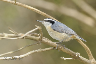 Red-breasted Nuthatch DSCN_315494.JPG
